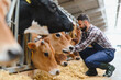 © Serhii - Farmer feeding jersey cows in cowshed on dairy farm