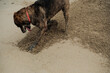 © Luis Herrera/Stocksy - Happy Dog Having Fun in Sandy beach