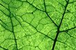 © Cosma Andrei/Stocksy - Abstract leaf background with green veins