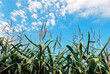 © Cara Dolan/Stocksy - Corn Field at Farm with Blue Sky