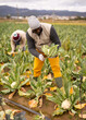 © JackF - Adult man farmer works with team to harvest fresh cauliflower in farm field