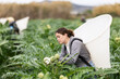 © JackF - Hardworking young woman harvesting green artichoke on a large agricultural field
