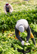 © JackF - Male farmer harvests natural celery in a farmer field
