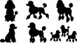 © DesignVectX - Vector silhouette collage of poodle dogs in various poses side view playful studio lighting and clean white background minimal flat
