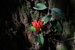 © Ping Koo - Vivid Red Tropical Flower Blooming on Mossy Tree Bark in Dark Forest