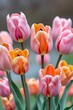 © RJ Joy - Colorful tulip bouquet spring floral arrangement hd images