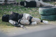 © qunica.com - A paintball player lies on the grass in tactical gear after a game. The scene shows a marker, mask, and stacked tires nearby.