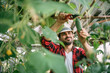 © Anna - A young man in work clothes is working with a pruner in a greenhouse with tomatoes and cucumbers.