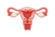 © Andrei - Diagram shows female reproductive system with labeled organs and areas