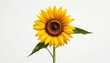 © Stock Pict V - A bright sunflower stands tall with large yellow petals and green leaves against a plain white background, captured from a front viewpoint, file reference 28_njvz9u_Vik.jpg