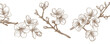© Mushraf - a set of cherry blossom branch line art, outline vector illustrations with a white background, hand-drawn cherry blossoms in various positions, clipart, coloring page for kids and adults, simple detai