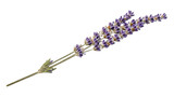 Isolated lavender sprig for aromatherapy design, perfumery ingredient in cosmetics nature