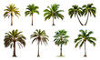 © Rawpixel.com - PNG Tropical palm tree collection on transparent background