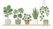 © Aeru - Simple flat vector illustration of various houseplants on a wooden shelf and hanging