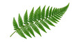 © Ubud - Fern leaf on transparent background, isolated for graphic design use.