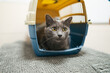 © Gonzalo Infiesta - Gray cat looking anxious in pet carrier at veterinary clinic