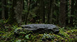 © Fadel - Forest Floor Featuring a Dark Textured Rock Acting as a Natural Podium