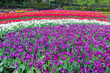 © SF - The Rolling Waves of Tulips Across the Garden