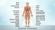 © Andrew - Human Female Anatomy Diagram Illustrating Major Organs Skeletal System and Reproductive Organs