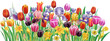 © Viktoriia Protsak - Realistic spring flowers vector collection with tulip iris and daffodil botanical elements isolated for editable floral compositions and decorative design