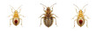 © PindiBoys - Bed bug nymph Cimex lectularius isolated on white background, juvenile bed bug, human parasite, blood-sucking insect, macro photography, bed bug infestation, parasitic insect close-up, Cimex species