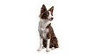 © Nadine - a beautiful brown and white border collie dog sitting patiently and looking to the side with intelligent eyes, captured in a studio portrait with a transparent background.