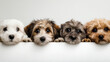 © Jing - Four cute dog background images
