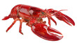 © Ayisha - Bright red cooked lobster claw isolated on white background high detail food photography