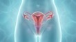 © FikStock - Detailed illustration of female reproductive system with uterus and ovaries