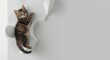 ©  AugmentArt - A playful kitten resting on a contemporary cat climbing wall with copy space for design
