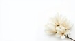 © Seyyar - Artistic composition of magnolia flowers with pure white backdrop