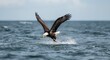 © vxnaghiyev - A magnificent bald eagle hovers then dives fast into ocean spray seeking a fish with intent