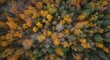 © vxnaghiyev - Birds eye view capturing vibrant fall colors across deciduous and evergreen trees in a dense autumn forest