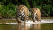 © Yani - Two jaguars stride through shallow water, lush greenery blurred in the background, water splashing around them