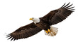 © Sylas - Isolated bald eagle soaring through the air with wings spread, majestic bird of prey flying