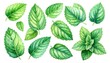 © Kabel - Watercolor illustration A variety of vibrant green mint leaves in assorted sizes and shapes on a white background