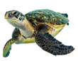 © MDAftub - Green sea turtle with detailed shell pattern swimming... isolated on a transparent background