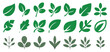 © MDRAKIBUL - Assorted green plant leaves collection vector illustration vector illustration eps 10