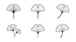© gunzexx png and bg - collection of ginkgo leaf, minimal thin icon vector set , white background , PNG and SVG isolate