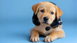 © Nataliya - Adorable puppy wearing headset blue background, call center concept cute dog, worker workplace support service, communication funny pet, earphones microphone playful animal, with