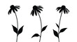 © Bertram - Triple silhouette group of echinacea coneflowers on long stems with leaves isolated against a plain white background.