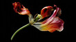 © Igor - Close-up of a vibrant red tulip against black background
