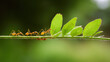 © Igor - Ants marching on a green plant stem in a blurred natural setting