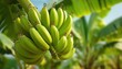 © Andrii - Unripe Bananas Thriving In Lush Tropical Garden Of Tenerife, Canary Islands, Spain: Detailed Close-Up View Of Green Banana Bunch.