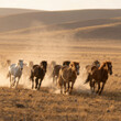 © Creativar - Wild horses running on dry Kazakhstan steppe