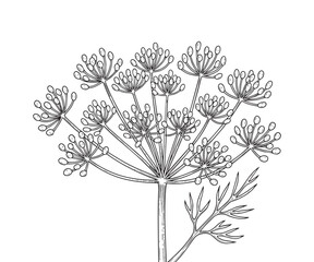  Dill plant branch with seeds and thin leaves in detailed hand drawn engraving style vector graphic