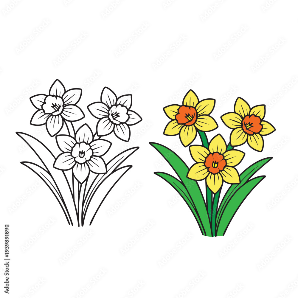 Daffodil flower coloring page for kids vector illustration. Stock ...