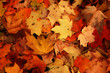 © stockpixelstudio - Top view of vibrant orange and brown autumn maple leaves on the ground