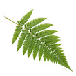 © Nishat - A green fern leaf on a white background isolated on transparent background