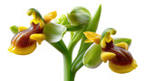 Bee Orchid's Elegance: Close-up of exquisite bee orchid blooms in full detail, showcasing their unique floral structure and vibrant colors.